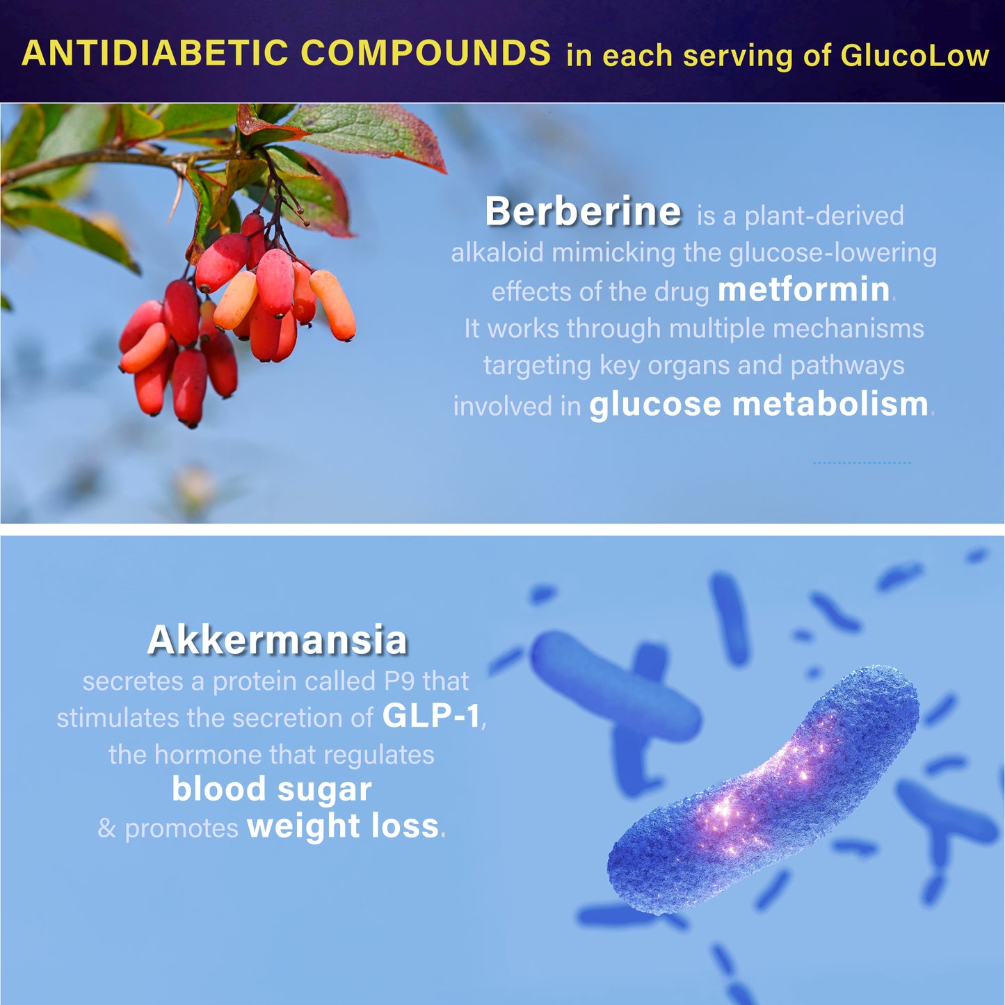 GlucoLow - Blood Sugar Support